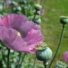 Organic Rare Import From India Papaver Poppy 3000 Seeds Pure Seed Fresh Garden
