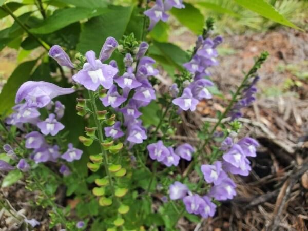 Native Wildflower Helmet Skullcap (S. Integrifolia) Fl Ecotype 50 + Seeds Fresh Garden