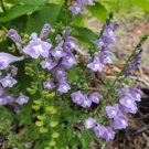 Native Wildflower Helmet Skullcap (S. Integrifolia) Fl Ecotype 50 + Seeds Fresh Garden
