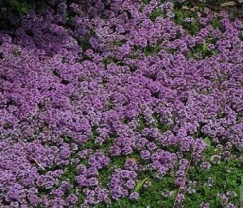 Creeping Thyme Purple Groundcover Perennial Non Gmo 1000 Seeds Fresh Garden