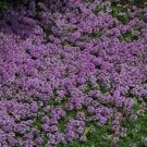 Creeping Thyme Purple Groundcover Perennial Non Gmo 1000 Seeds Fresh Garden