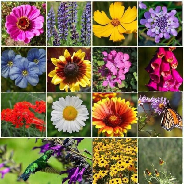 Wildflower Royal Meadow Annual Butterflies Non Gmo 350 Pure Seeds Fresh Garden
