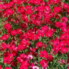 Scarlet Flax Seeds Non Gmo Heirloom 100 Seeds Fresh Garden
