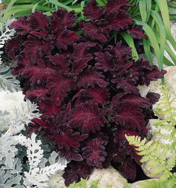 Coleus Black Dragon Flower 100 Seeds Organic Non Gmo Grown Fresh Garden