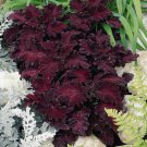 Coleus Black Dragon Flower 100 Seeds Organic Non Gmo Grown Fresh Garden