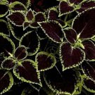 50+ Seeds Black Coleus Flowers Grown In Fresh Garden