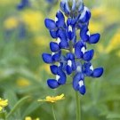 2022 Texas Bluebonnet 10 Seed Grown In Fresh Garden