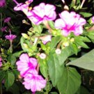 Four O’Clock Pink White Flowers 150 Seeds 4' 5'Ft Attracts Butterflies Grown Fresh Garden