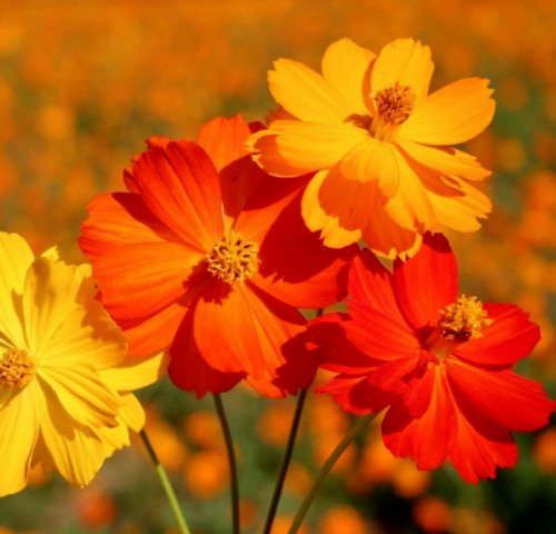 Bright Lights Mixed Cosmos 100 Seeds Flowers Grown In Fresh Garden