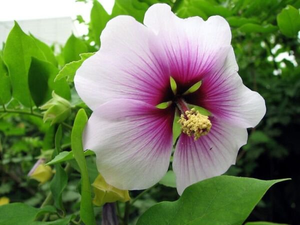 Rose Mallow Mix Lavatera Trimestris Flower 200 Seed Grown In Fresh Garden