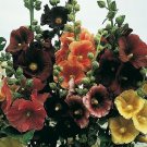 Alcea Rosea Hollyhock Mix Flower 100 Seeds Perennial Grown In Fresh Garden