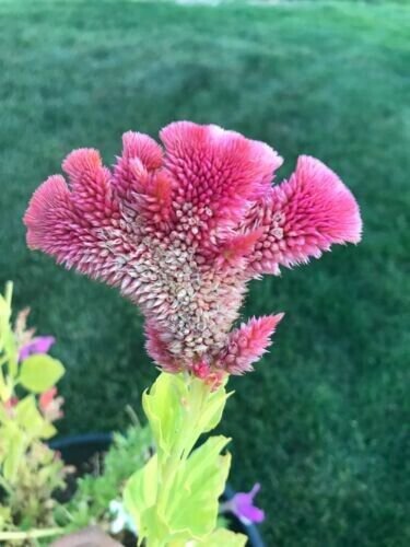 200 Seeds Celosia Cristata Cockscomb Crested Pink Annual 1 Feet Tall Fresh Garden