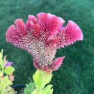 200 Seeds Celosia Cristata Cockscomb Crested Pink Annual 1 Feet Tall Fresh Garden
