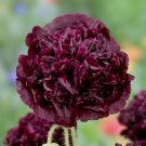 Double Black Peony Shaped Flowers Huge Pods Reseeds Non Gmo 500 Seeds Poppy Fresh Garden