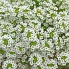 White Alyssum 500 Seeds To Grow Ground Cover Of Snow White Thyme Fresh Garden