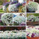 White Alyssum 500 Seeds To Grow Ground Cover Carpet Of Snow White Thyme Fresh Garden