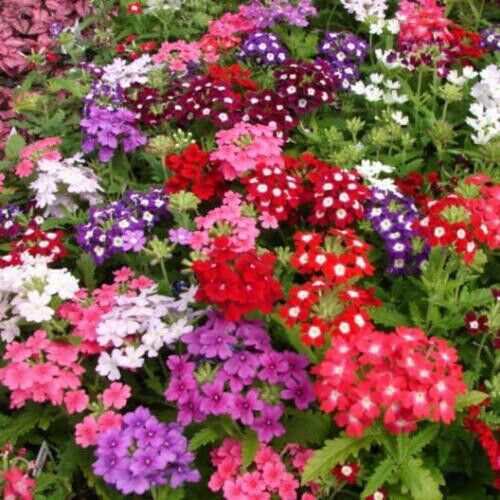 Verbena Compacta Mix Dwarf Groundcover Perennial Bees Non Gmo 200 Seed Fresh Garden