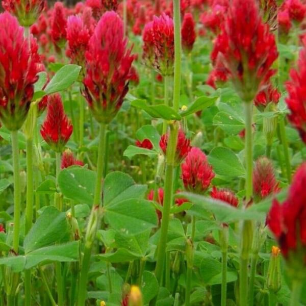 Crimson Clover Cover Crop Seeds Non Gmo Heirloom 200 Seeds Fresh Garden
