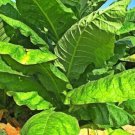 Tobacco Seeds Havanna Gold Grown Fresh Garden