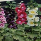 Hollyhock Perennial Flower 100 Seed Fresh Garden