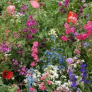 Wildflower Mixed With Perennials 16 Species Pollinators Non Gmo 500+ Seeds Fresh Garden