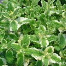 Pineapple Mint 1000 Seeds Rare Herb Medicinal Aroma Fresh Garden