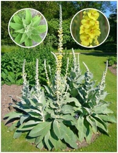 Organic Woolly Mullein Seeds Verbascum Thapsus 1000 Seeds Fresh Garden