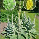 Organic Woolly Mullein Seeds Verbascum Thapsus 1000 Seeds Fresh Garden