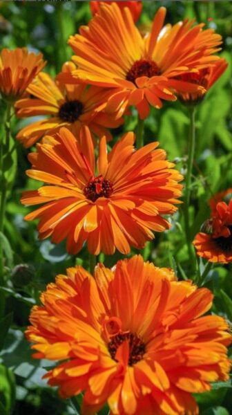 Calendula Flower 150 Seeds (Calendula Officinalis) Organic Medicinal Herb Fresh Garden