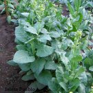 Isleta Pueblo Rustica Tobacco 1 000 Seeds Rustica Tobacco Sacred Tobacco Fresh Garden