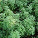 Sweet Wormwood Herb 1 000 Seeds Sweet Annie Sagewort Fresh Garden