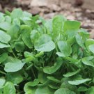 Upland Cress 2000 Seeds Early Cress Creasy Greens Non Gmo Heirloom Fresh Garden
