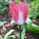 Poppy Flower 100 Seeds Papavr Somniferum Afghan Edible Seed Fresh Garden