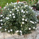 Moonflower Angels Trumpet Pricklyburr (Datura) Moon Flower 100+ Seeds Fresh Garden