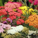 Yarrow Colorado Mix Perennial Wildflower Non Gmo 200 Seeds Fresh Garden