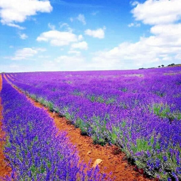 Lavender Vera 1200 Seeds Spring Mosquito Insect Repellent Perennial Non Gmo Fresh Garden