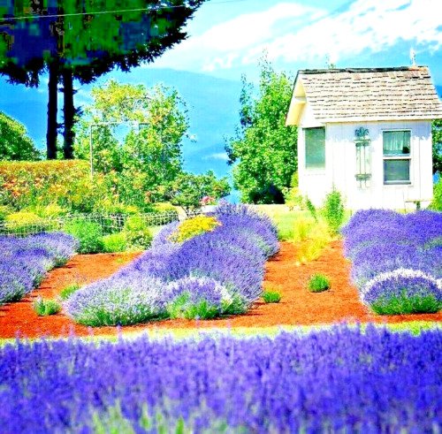 Lavender 1200 Seed Spring Perennial Herb Mosquito Insect Repellent English Fresh Garden