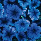 Petunia Seeds Petunia Celebrity Blue Ice 50 Seeds Fresh Garden