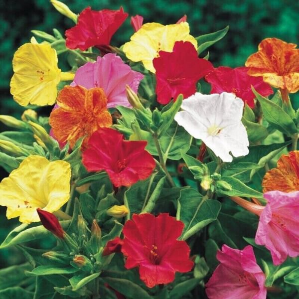 Four O'Clock Mixed Color Flower 50 Seeds Fresh Garden