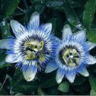 Passiflora Caerulea Blue Passion Flower 10 Seeds Fresh Garden