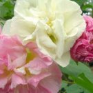 20 Confederate Rose Seeds 2023 Havest Fresh Garden
