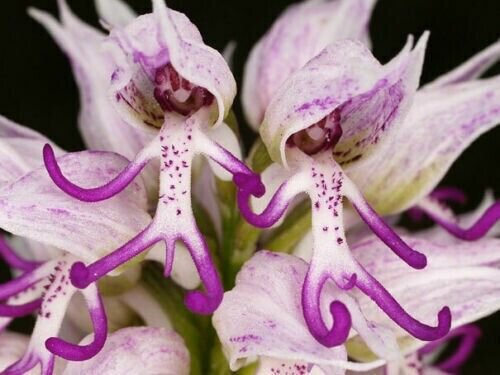 Naked Man Orchid Purple White Flower Bush Perennial Shrub 200 Seeds Fresh Garden