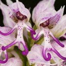 Naked Man Orchid Purple White Flower Bush Perennial Shrub 200 Seeds Fresh Garden