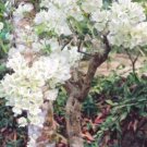 White Orchid Tree Seed {Bauhinia Alba}10 Seeds Fresh Garden