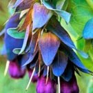 Cerinthe Blue Shrimp Pride Of Gibraltar Flower 25 Seeds Fresh Garden