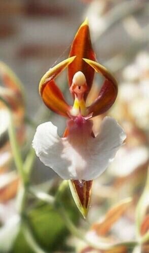 Usa Ballerina Orchid Flowers Tiny Dancers 25 Seeds Fresh Garden