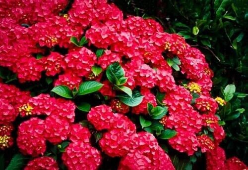 Cardinal Red Hydrangea Seeds Perennial Flowers Flower 25 Seed Fresh Garden