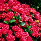 Cardinal Red Hydrangea Seeds Perennial Flowers Flower 25 Seed Fresh Garden