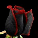 Beautiful Black Rose Flower With Red Edge Seedling 50 Seeds Fresh Garden