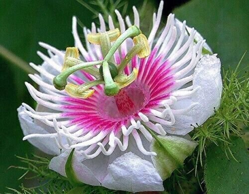 Passiflora Foetida 50 Seeds Fresh Garden
